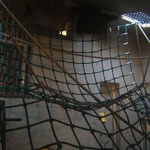 View inside the Bornean Orang Utan