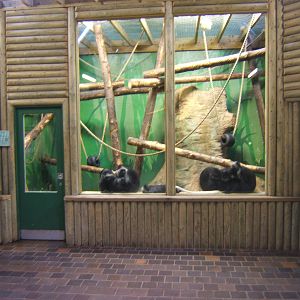 View of King Colobus group inside Primate House
