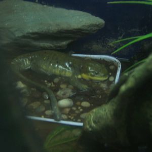 Grey Tiger Salamander