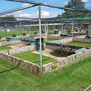 View of rearing pens