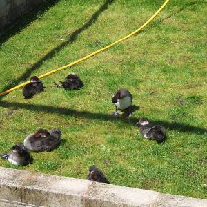 Young Smew in rearing pens
