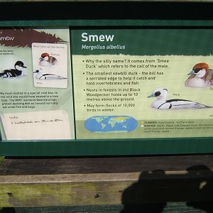 Smew signage in rearing pens