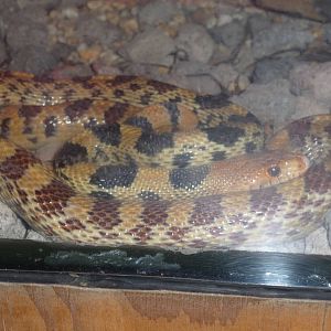 mexican pine snake zoologico los coyotes