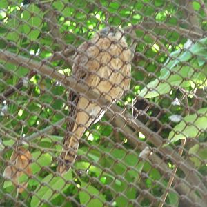 mexican sparrow hawk zoológico los coyotes