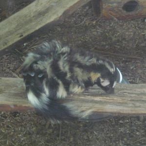 mexican spotted skunk zoológico los coyotes