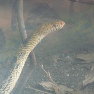 mexican pine snake zoologico los coyotes