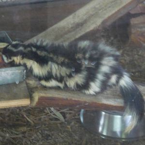 mexican  spotted skunk  zoologico los coyotes