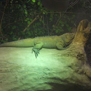 Rhinoceros Iguana