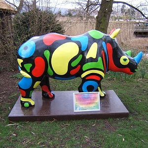 One of the Chester Rhinos