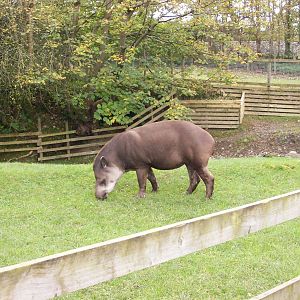 brazilian tapir at trotters world of animals