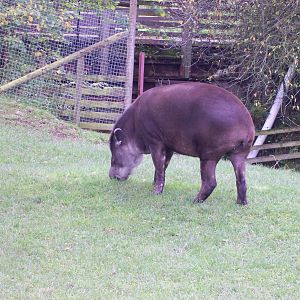 brazilian tapirs at trotters world of animals