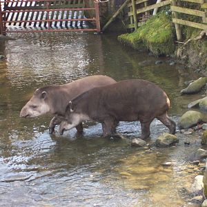 brazilian tapirs rio & muffin at trotters world of animals