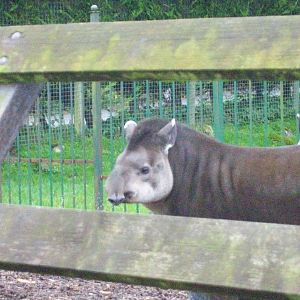 brazilian tapir at trotters world of animals
