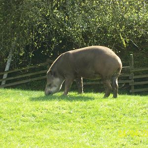 brazilian tapir at trotters world of animals