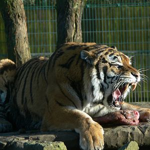 Amur Tiger at Blackpool Zoo, 27/01/13