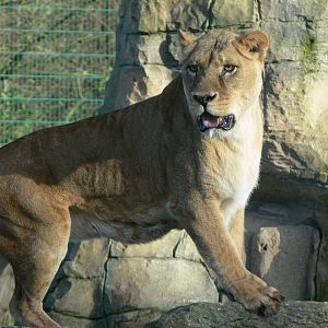 African Lioness at Blackpool Zoo, 27/01/13