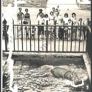 Outdoor hippo pool 1962