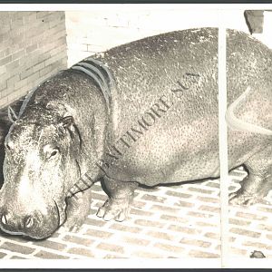 Indoor hippo cage 1961