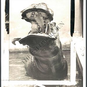 George the hippo 1951