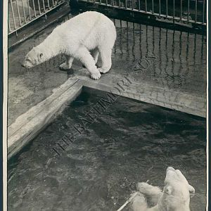 Polar bears 1929
