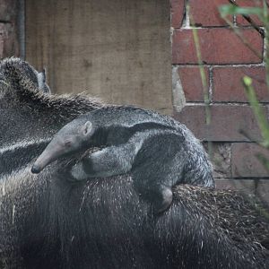 Young giant anteater