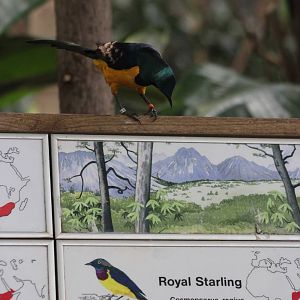 Royal starling