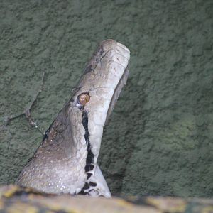 Reticulated python gape