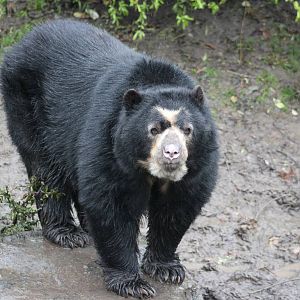 Spectacled bear