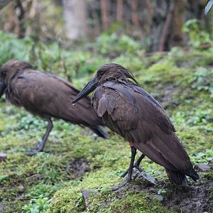 Bedraggled hamerkop