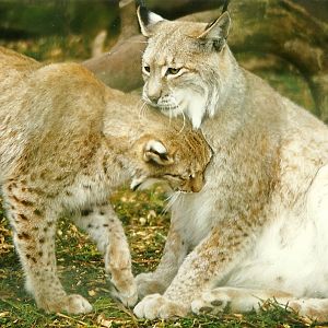 Lynx love 4th April 1998