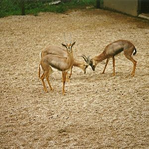 Arabian Gazelles 4th April 1998