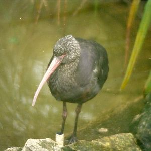 Puna Ibis 4th April 1998