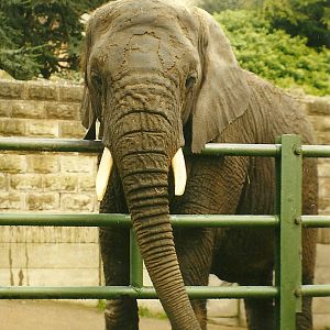 Flossie 5th April 1998