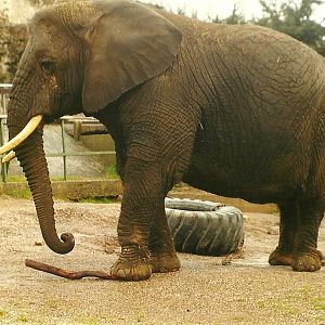 Flossie 5th April 1998