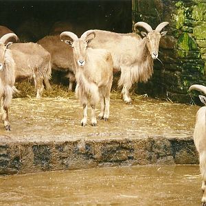 Barbary Sheep 5th April 1998