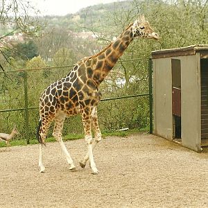 Giraffe and Arabian Gazelle 5th April 1998