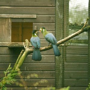 White-cheeked Touracos 5th April 1998