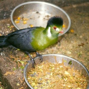 White-cheeked Touraco 5th April 1998