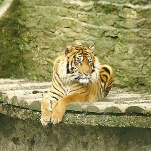 Tiger 5th April 1998