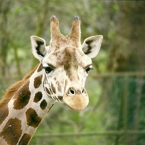 Giraffe 5th April 1998
