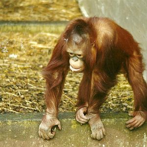 Orang-utan 5th April 1998