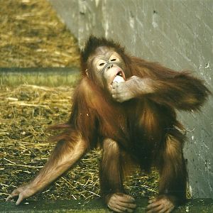 Orang-utan 5th April 1998