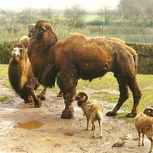 Bactrian Camels and Soay Sheep 6th April 1998