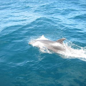 Bottlenose Dolphins (Tursiops truncatus)