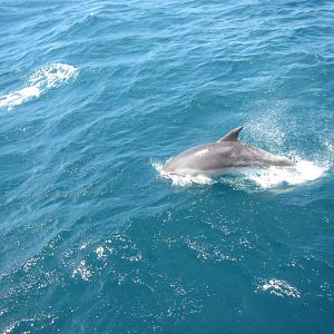 Bottlenose Dolphins (Tursiops truncatus)