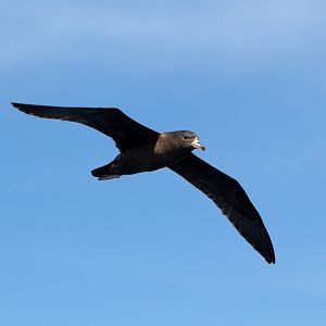 Flesh-footed Shearwater (Puffinis carneipes)