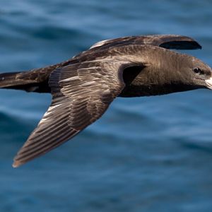 Flesh-footed Shearwater (Puffinis carneipes)