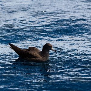 Flesh-footed Shearwater (Puffinis carneipes)
