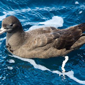 Flesh-footed Shearwater (Puffinis carneipes)