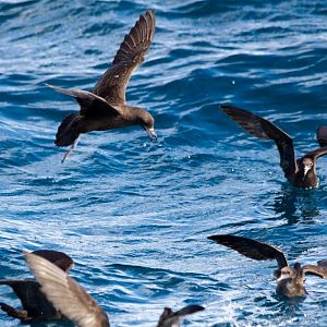 Flesh-footed Shearwater (Puffinis carneipes)